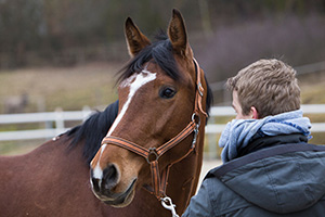 horsemanship